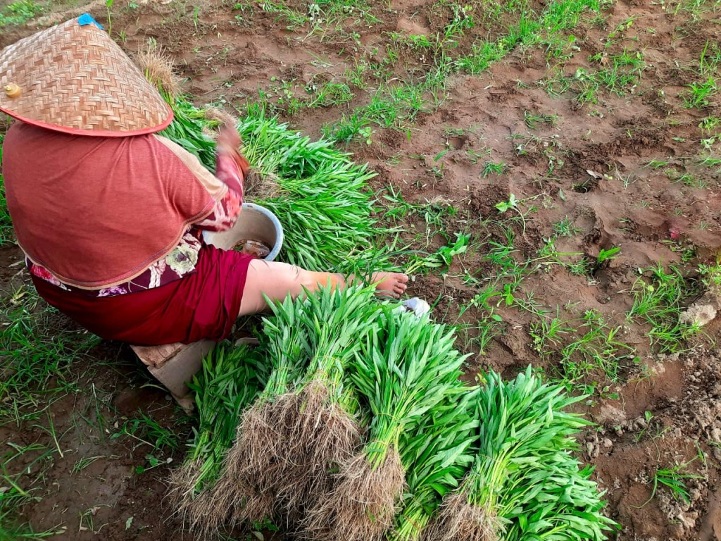 Potensi Pertanian Sayuran kangkung di Gampong Suleue.