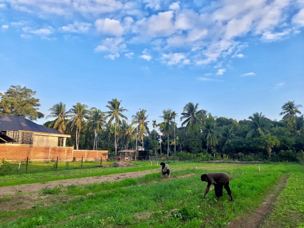 Potensi Pertanian Sayuran Di Gampong Suleue.